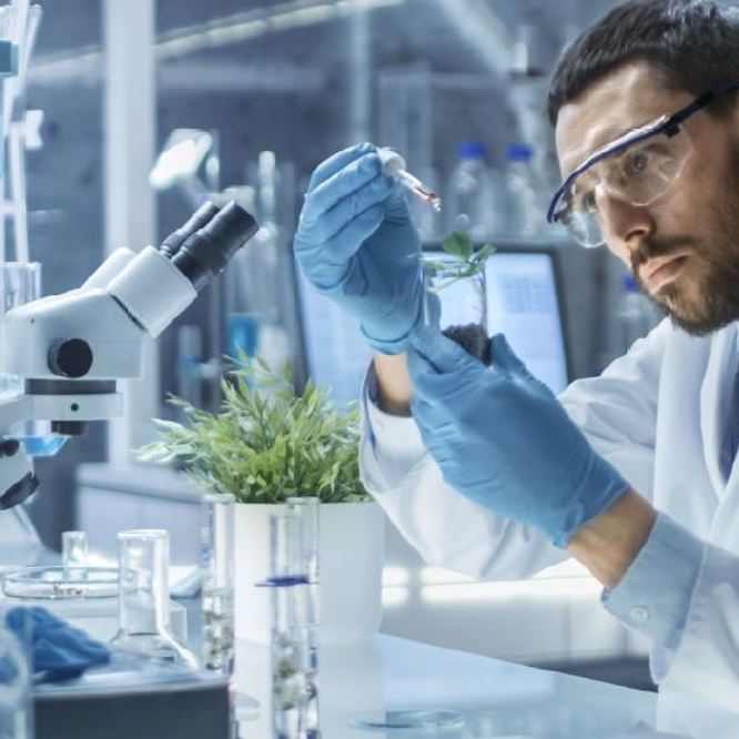 lab