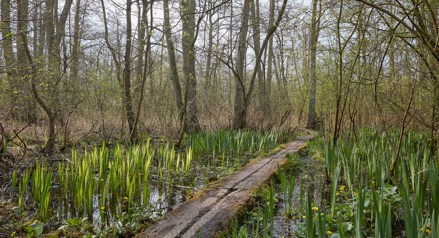 Image of Fordham_Wet_Woods_And_Great_Wilbraham_210421 0