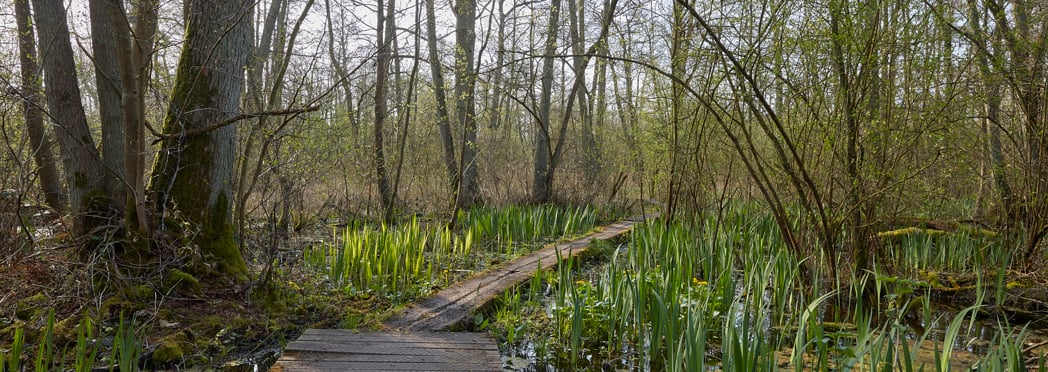 Fordham_Wet_Woods_And_Great_Wilbraham_210421 5